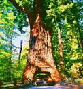 Redwoods Tours